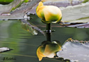 Nuphar lutea